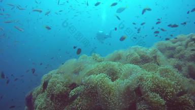 海洋潜水潜水水下色彩斑斓的热带珊瑚礁花园海景学校海鱼深海洋海海葵场软珊瑚水生共生生态系统天堂环礁湖背景